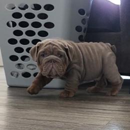 Bulldog Puppies from Velvet-Line-Bulldogs