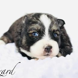 Blizzard - Black and white male Pomsky puppy in Murfreesboro, Tennessee from Middle Tennessee Pomskies