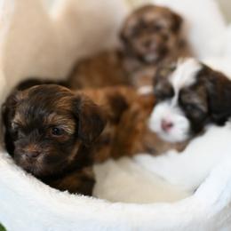 Havanese puppies from Havana Suites Havanese