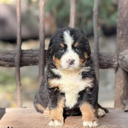 Girl 1 - Black rust and white female Bernese Mountain Dog puppy in New Haven, Indiana from Milan Berners