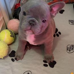 French Bulldog Puppies from Stevi Frenchies