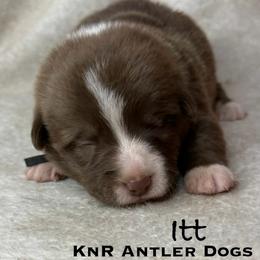 Itt - Liver and white male American Corgi puppy in Grants Pass, Oregon from KnR Antler Dogs ~ Labrador Retrievers & Corgis