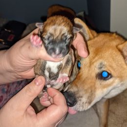 Shiba Inu Puppies from Puppydom Kennels & Training