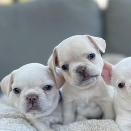 French Bulldogs from Frenchies of Charleston