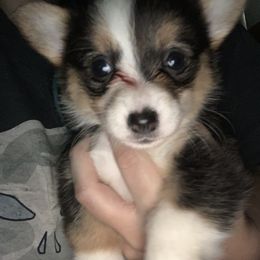 American Corgi and Pembroke Welsh Corgi Puppies from Chaotic Corgi’s