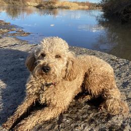Cavapoos, Goldendoodles, and Poodles from Desert Valley Doodles
