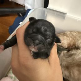 Girl 2 - Black female Shih Tzu puppy in Ft Mc Coy, Florida from Everlasting Shih Tzu