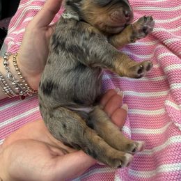 Mr.Aqua - Merle male Bernedoodle puppy in Curtice, Ohio from The Pink Doghouse