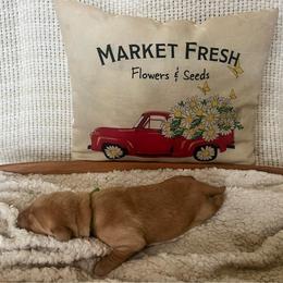 Green Collar Female - Yellow female Labrador Retriever puppy in Hurtsboro, Alabama from PARK’s Family Farm