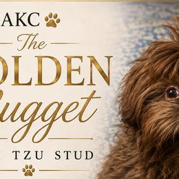 Shih Tzus from Bluebird Bungalow