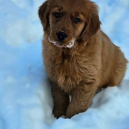 Golden Retriever Puppies from Nina's Golden hour