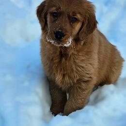 Golden Retriever Puppies from Nina's Golden hour