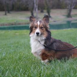 Kate - Pembroke Welsh Corgi