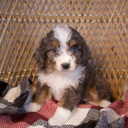 Merle Tri Girl - Tri-color female Bernedoodle puppy in Belgreen, Alabama from Scott’s Farm Poodles and Doodles