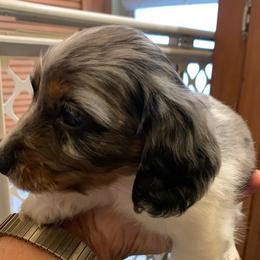 MOCHI - Dapple male Dachshund puppy in Elizabethtown, Kentucky from Teeny Tiny Puppy Tails