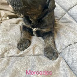 Mercedes - Phantom female Bernedoodle puppy in Urbandale, Iowa from Bernedoodlesbest