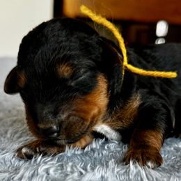 Female 3 - Black and tan female Airedale Terrier puppy in Branch, Michigan from Aim High Airedales & German Shorthaired Pointers