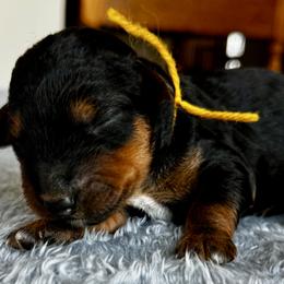 Female 3 - Black and tan female Airedale Terrier puppy in Branch, Michigan from Aim High Airedales & German Shorthaired Pointers