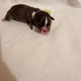 Lime Green Red Tri Female 5 - Red tri-color female Australian Shepherd puppy in Dundee, Ohio from Aussies Of Circle H