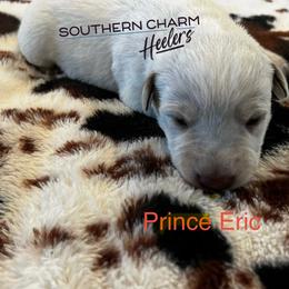 Prince Eric - Red speckled male Australian Cattle Dog puppy in Floyd, Virginia from Southern Charm Heelers