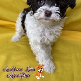BACARDI - Chocolate and white female Havapoo puppy in Pisgah, Alabama from Mashburns Little Munchkins