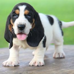 Female 3 - Black white and brown female Basset Hound puppy in Georgia from Huff's Hounds