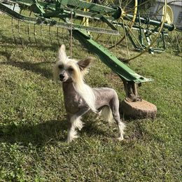 Spanky - Chinese Crested