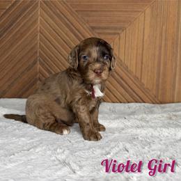 Girl 2 - Chocolate merle female Bernedoodle puppy in Modesto, California from Two Doods Doodles