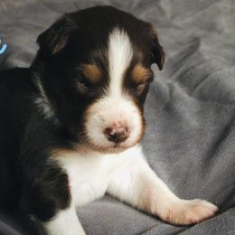 Finn - Red tri-color male Australian Shepherd puppy in Jeddo, Michigan from Blue Water Aussies