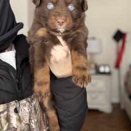 Grinch - Red tri-color male Australian Shepherd puppy in Tyner, Kentucky from Lil’ Town Aussies