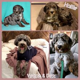 Aussiedoodle All Grown Up from Triple Creek Aussies and Doodles
