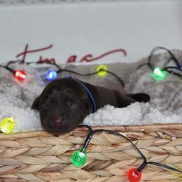 Labrador Retriever Puppies from GFD Kennels