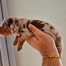 Male 1 blue - Dapple male Dachshund puppy in Hesperia, California from VOM HAUSE Imperial