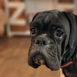 Bella - Boxer