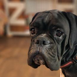 Bella - Boxer