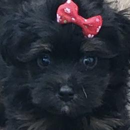 Aussiedoodles, Goldendoodles, and Poodles from Wiggle Bottom Kennels