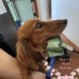 Charlotte - Dachshund