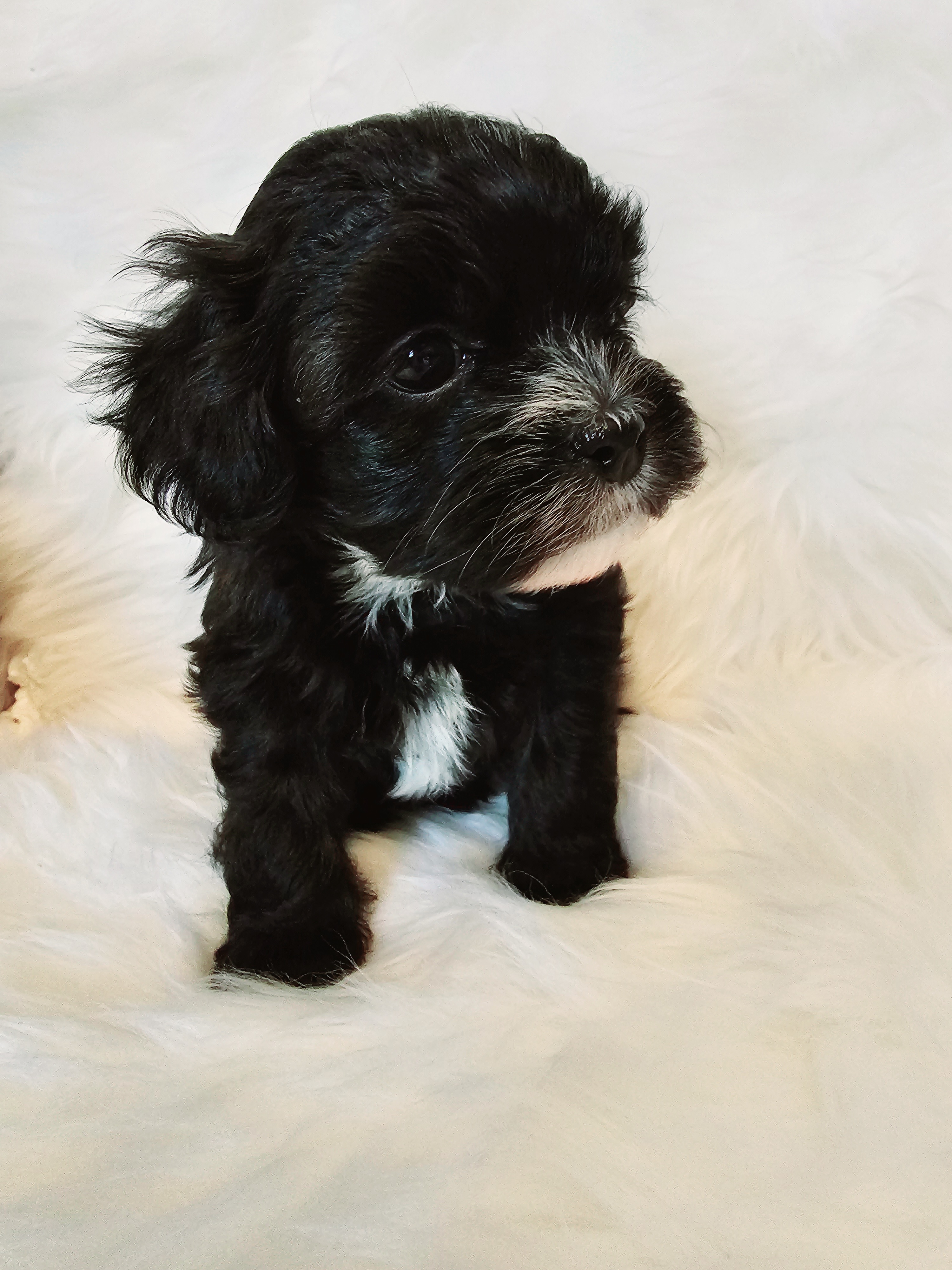 Shihpoo Puppies from Kopydlowski's Shihpoo