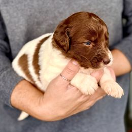 Otto - White and red male Bordoodle puppy in Eastman, Georgia from Dood B Ranch