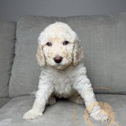 Rainbow Pop (yellow collar) - Cream female Goldendoodle puppy in Murrieta, California from Apricot Poodles & Goldendoodles, LLC