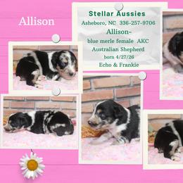 Allison - Blue merle female Australian Shepherd puppy in Asheboro, North Carolina from Stellar Aussies