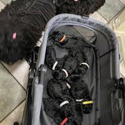 Puli Puppies from Bowmaker Pulik