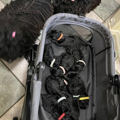Puli Puppies from Bowmaker Pulik