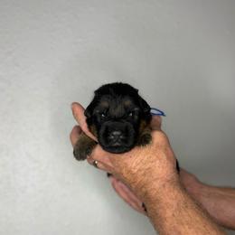 Magnus - Black and red male German Shepherd puppy in Florida from Best Shepherds