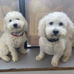 Bichon Frises from Bobbie Gayle's Bichons