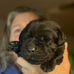 Miracle - Black female Labrador Retriever puppy in Dixon, California from Rosslyn Labradors (Rose-Line)