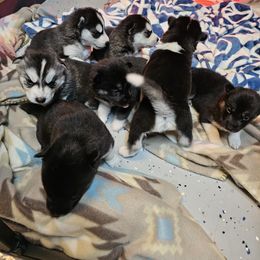 Siberian Husky Puppies from Siberian huskies Kennesaw GA