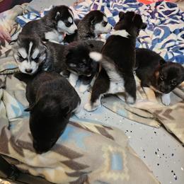 Siberian Husky Puppies from Siberian huskies Kennesaw GA