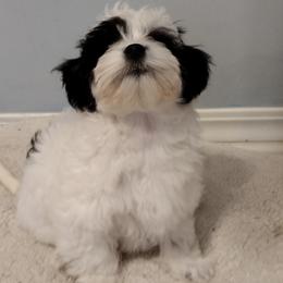 Coton de Tulear Puppies from Coton Country