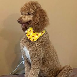 Poodles from M&M’s Poodles